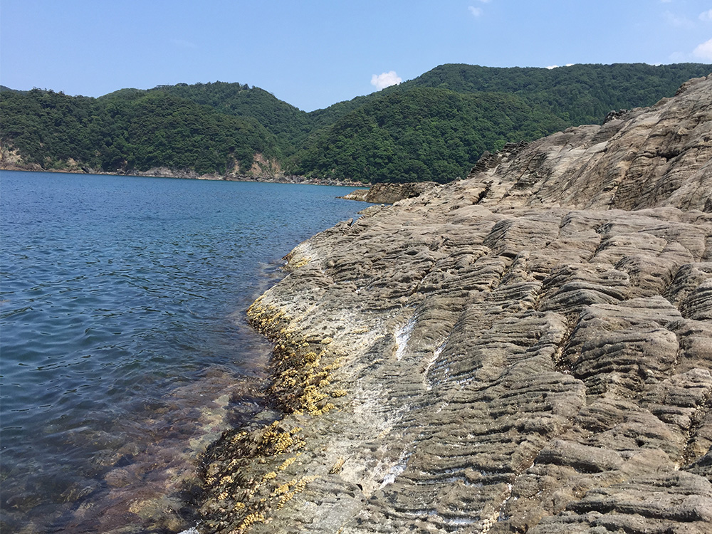 兵庫県 日本海側 キジハタ アコウ ゲーム スイミングアクションでナイスコンディションがヒット ロックリンク Rock Link