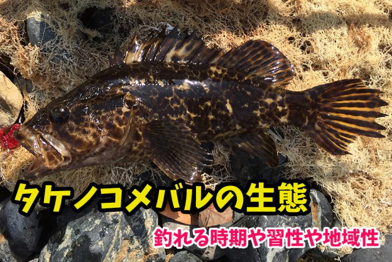 タケノコメバル（ベッコウゾイ）が釣れる時期や生態・習性・最大サイズなど『ロックフィッシュ界のイケメン』