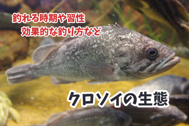 クロソイが釣れる時期や生態・習性・最大サイズなど『ロックフィッシュ界の黒い暴れん坊』