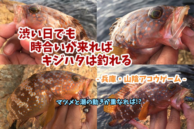 渋い日でも時合いが来ればキジハタ（アコウ）は釣れる！兵庫県日本海側ロックフィッシュゲーム