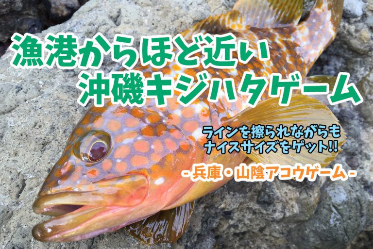 兵庫県北部・沖磯キジハタ（アコウ）ゲーム！朝マヅメからのロックフィッシュゲーム