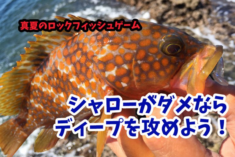 京都の地磯で真夏のキジハタ（アコウ）ゲーム！シャローがダメならディープを攻めよう